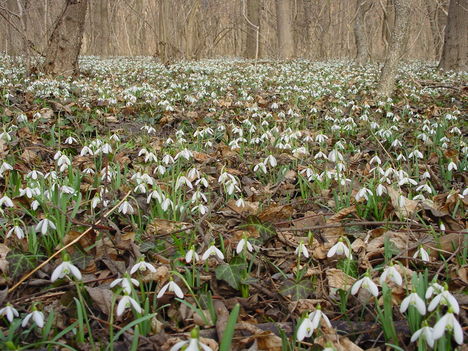 Lébény - Nemzeti Park 6