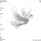 Március 15. fehér galamb