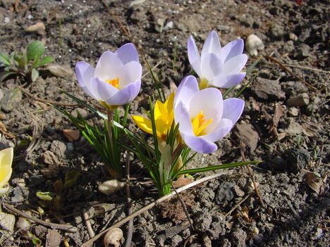 márciusi virágok 2