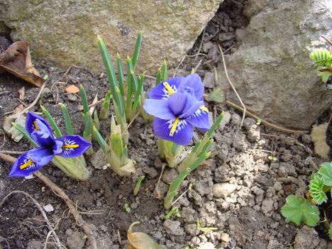 márciusi virágok 3