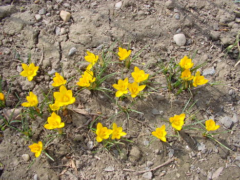 márciusi virágok 5