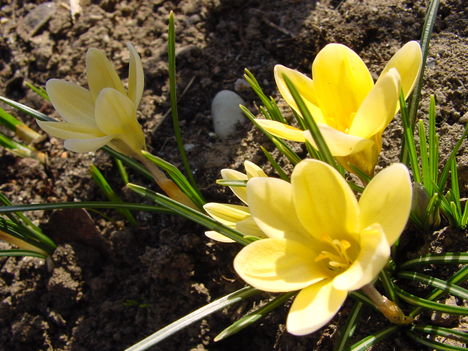 márciusi virágok 6
