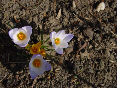 márciusi virágok 8