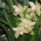 orhideáim 1