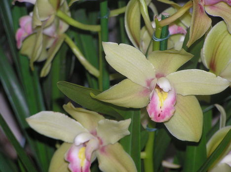 orhideáim 2
