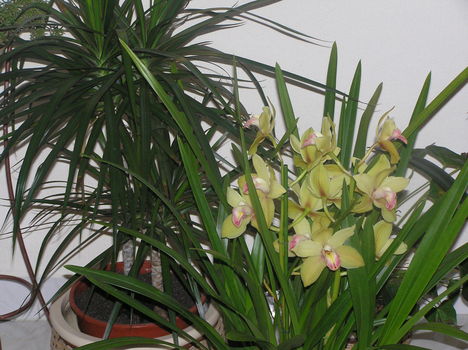 orhideáim 3