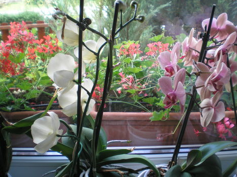 P1010214lepke orhideáim
