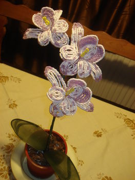 orchidea másként 003