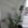 Epidendrum_denticulatum_koszonom_ica__1399576_3936_t