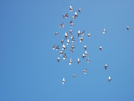 galambok  (Karcsi képe)