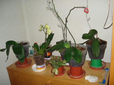 Az orchideáim + egy kis karácsonyi kaktusz