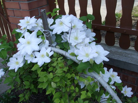 clematis