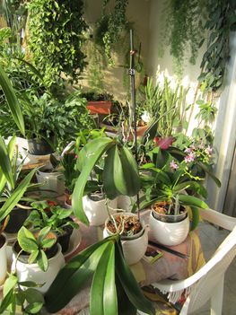"emeletes" orchideám