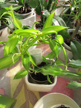 vanilia orchidea