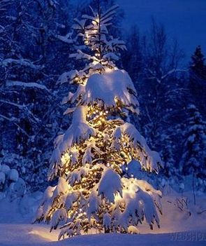 Havas karácsonyfa