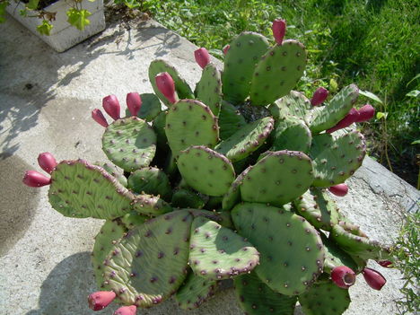 Kaktuszfüge