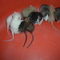 Kis patkányok