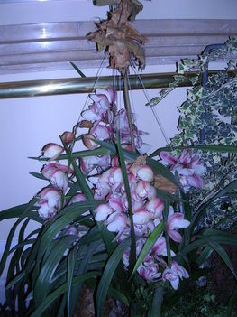 orchidea kiállítás 2011. nov.05. 023