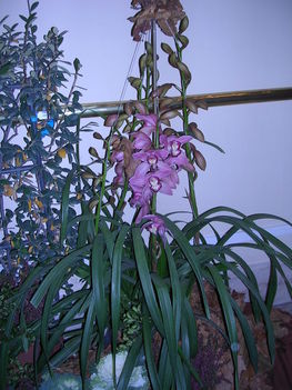 orchidea kiállítás 2011. nov.05. 024