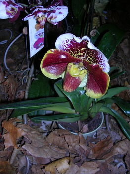 orchidea kiállítás 2011. nov.05. 030