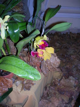 orchidea kiállítás 2011. nov.05. 035