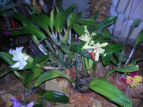 orchidea kiállítás 2011. nov.05. 036