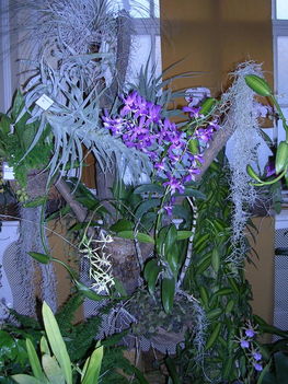 orchidea kiállítás 2011. nov.05. 039