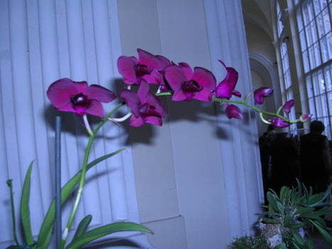 orchidea kiállítás 2011. nov.05. 048