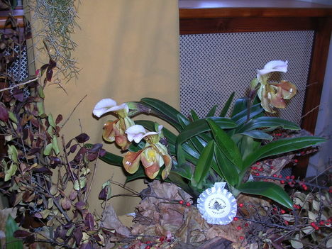 orchidea kiállítás 2011. nov.05. 104