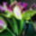 Orchidea_kiallitas_2011_nov05_126_1300399_9177_t