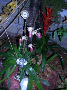 orchidea kiállítás 2011. nov.05. 182