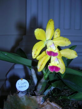 orchidea kiállítás 2011. nov.05. 197