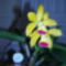 orchidea kiállítás 2011. nov.05. 197