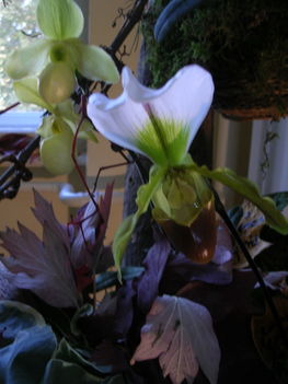 orchidea kiállítás 2011. nov.05. 207