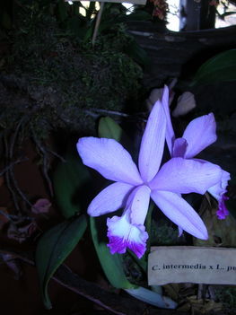 orchidea kiállítás 2011. nov.05. 215