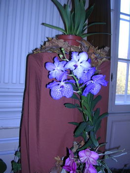 orchidea kiállítás 2011. nov.05. 220
