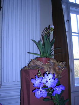 orchidea kiállítás 2011. nov.05. 221