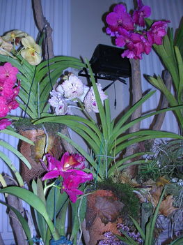 orchidea kiállítás 2011. nov.05. 230