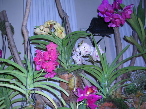 orchidea kiállítás 2011. nov.05. 231
