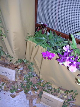 orchidea kiállítás 2011. nov.05. 242