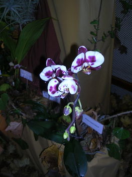 orchidea kiállítás 2011. nov.05. 264