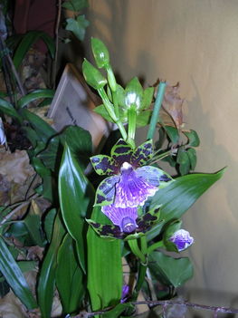 orchidea kiállítás 2011. nov.05. 272