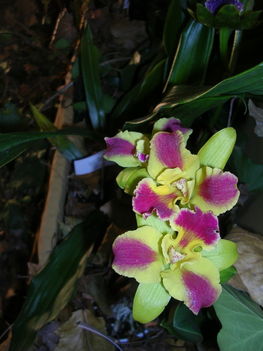 orchidea kiállítás 2011. nov.05. 274