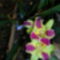orchidea kiállítás 2011. nov.05. 274
