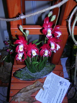 orchidea kiállítás 2011. nov.05. 283