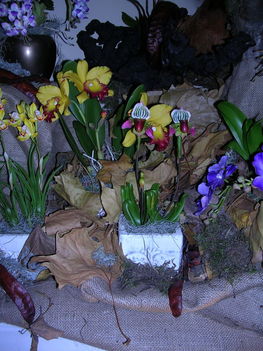 orchidea kiállítás 2011. nov.05. 284