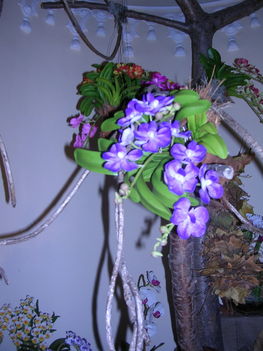 orchidea kiállítás 2011. nov.05. 285