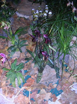 orchidea kiállítás 2011. nov.05. 291