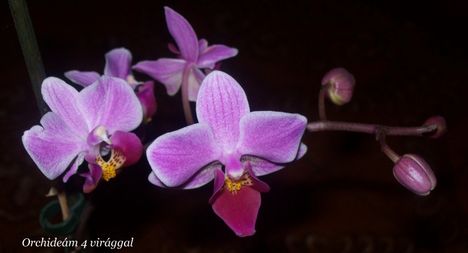 Orchideám 2. virágzása 1