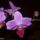 Orchideam_2_viragzasa_1-001_1003142_3257_t